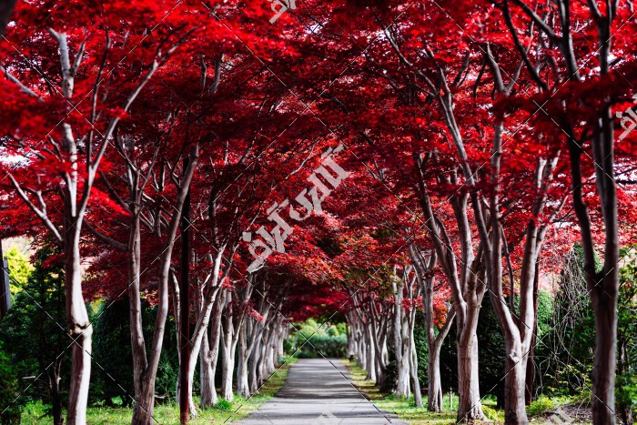 مجموعه درخت های پایزی با برگ های قرمز