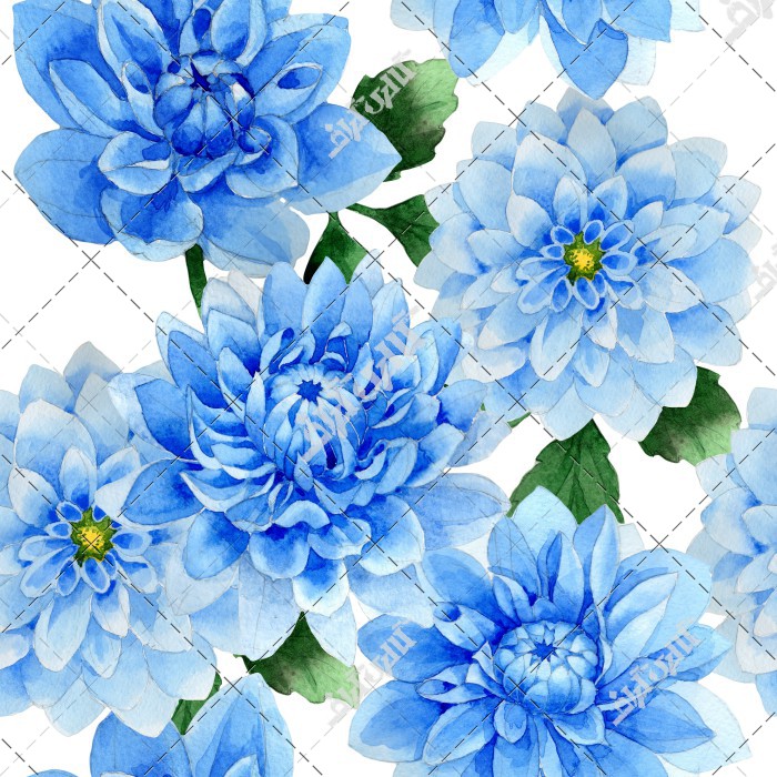 پوستر گل محمدی آبی