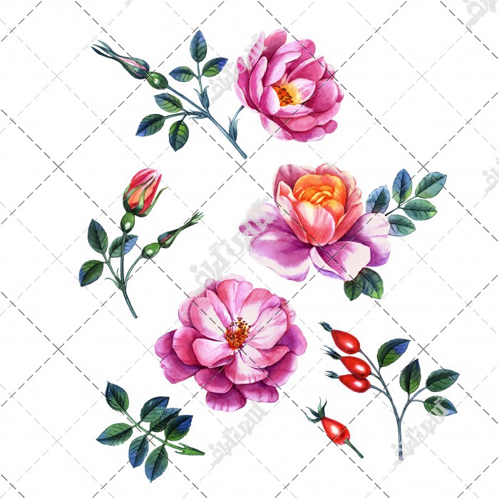 نقاشی آبرنگ گل رز