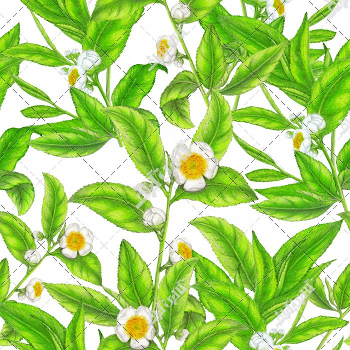 الگوی یکپارچه از تصویر دستی گیاه چای