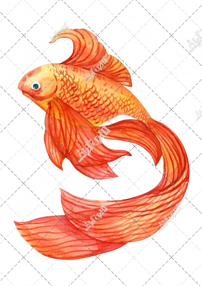 تصویر ماهی قرمز آبرنگ