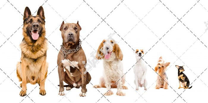 نژاد سگ های مختلف بنر پت شاپ