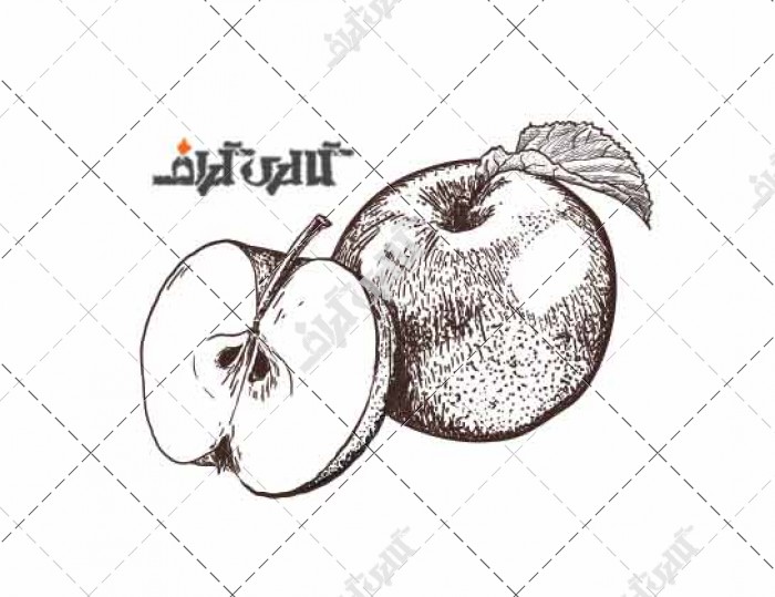 وکتور نقاشی خطی سیب