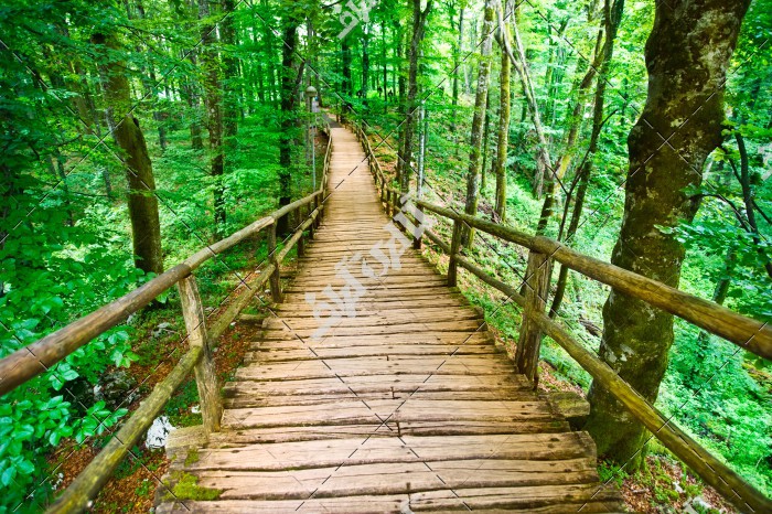 پل چوبی وسط جنگل و طبیعت زیبا