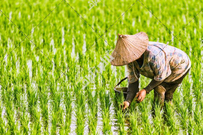 مزرعه کشت و برداشت شالیزار برنج