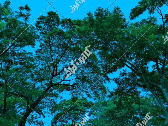 تصویر باکیفیت درختان سرسبز