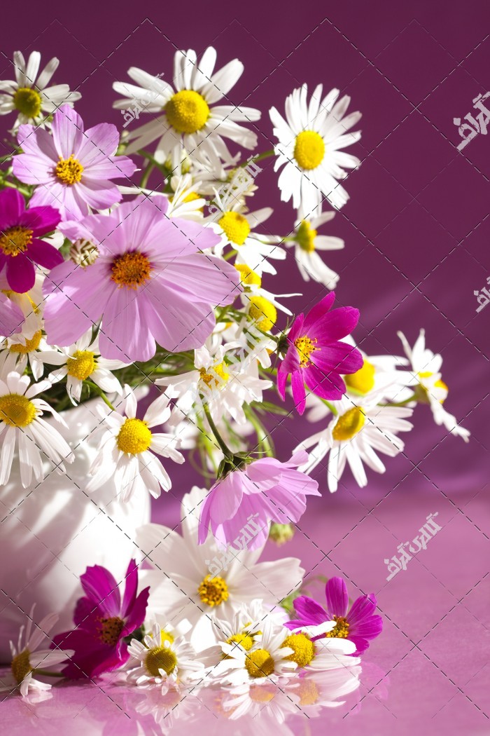 تصویر باکیفیت گل های رگارنگ و گل بابونه