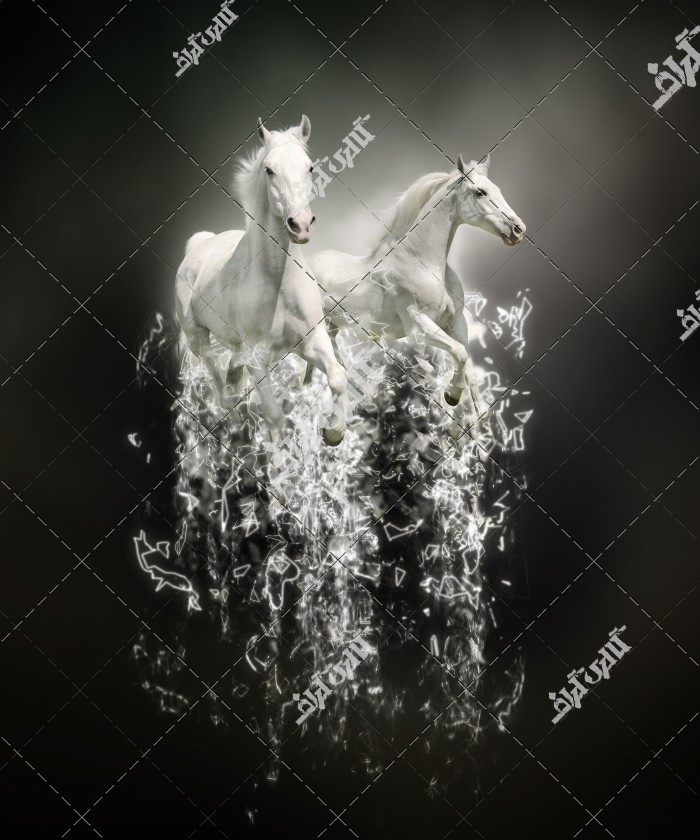 تصویر باکیفیت اسب سفید