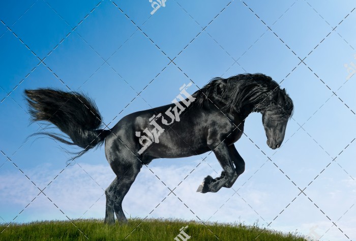 تصویر باکیفیت از اسب مشکی زیبا