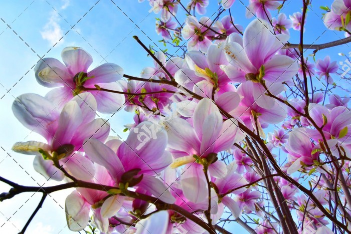 تصویر باکیفیت شکوفه های زیبای درخت