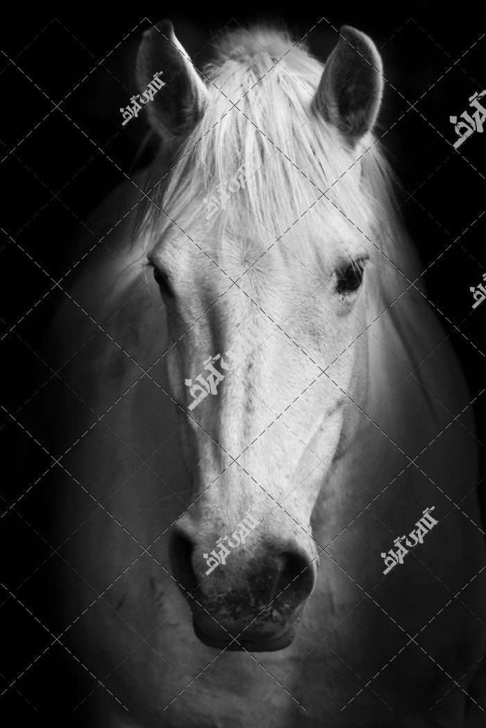 دانلود تصویر استوک با کیفیت نقاشی اسب