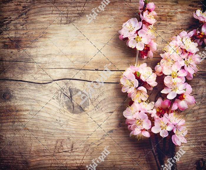 دانلود تصویر استوک با کیفیت شکوفه های بهاری