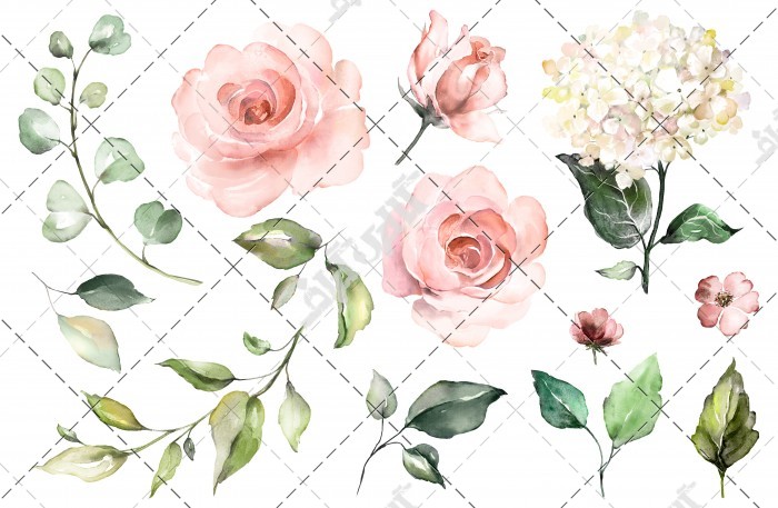 دانلود تصویر استوک با کیفیت عناصر آبرنگ گل رز هاردنژیا