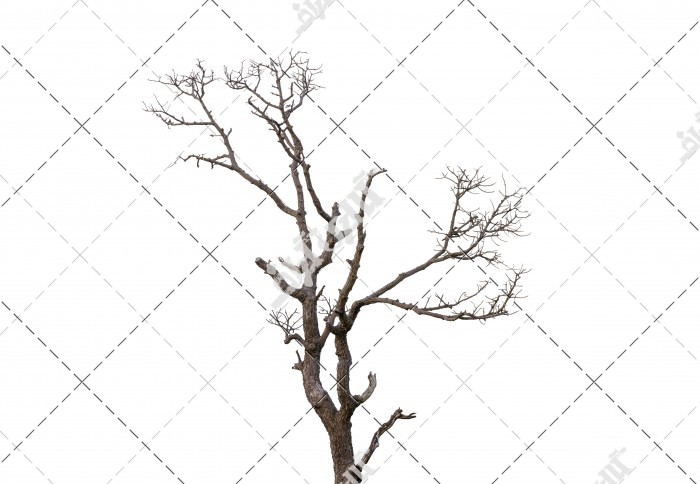 تصویر باکیفیت درخت مرده