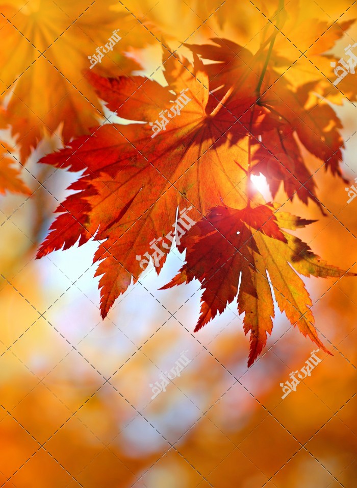 دانلود تصویر  با کیفیت برگ پاییزی