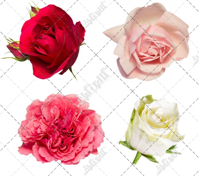 تصویر باکیفیت مجموعه ای از انواع گل رز مختلف