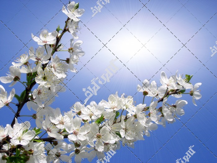 دانلود تصویر استوک با کیفیت  شکوفه گیلاس