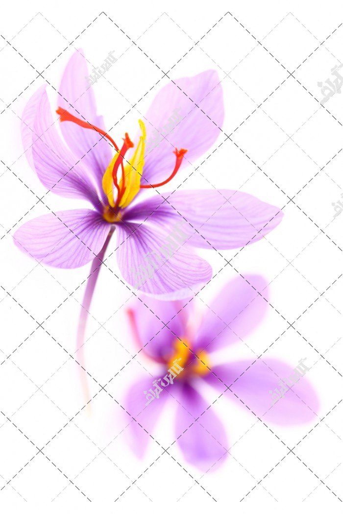 دانلود تصویر استوک با کیفیت گل زعفران