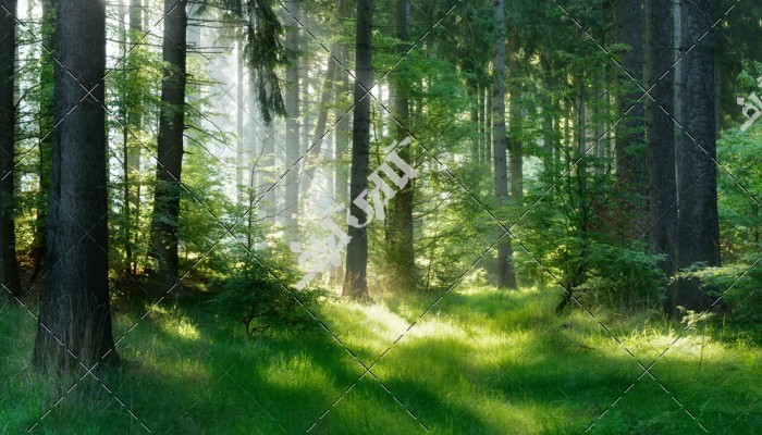 دانلود تصویر استوک با کیفیت جنگل با درختان بلند
