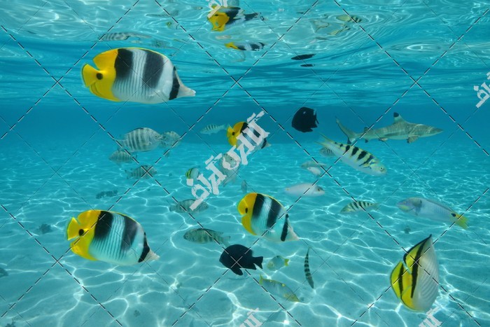 دانلود تصویر با کیفیت ماهی های عمق دریا
