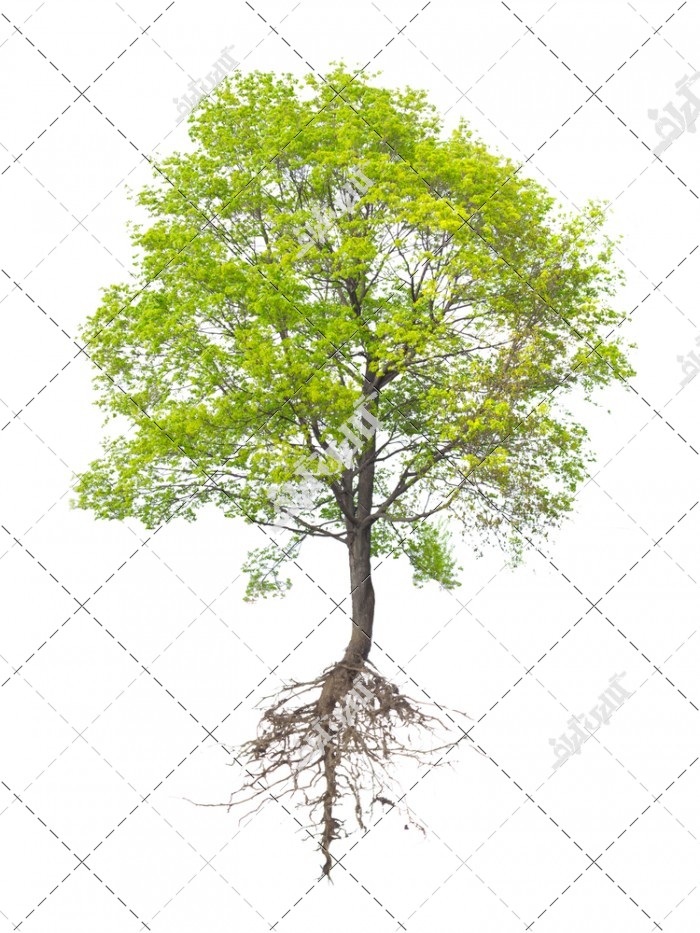 دانلود تصویر با کیفیت درخت با ریشه هایش