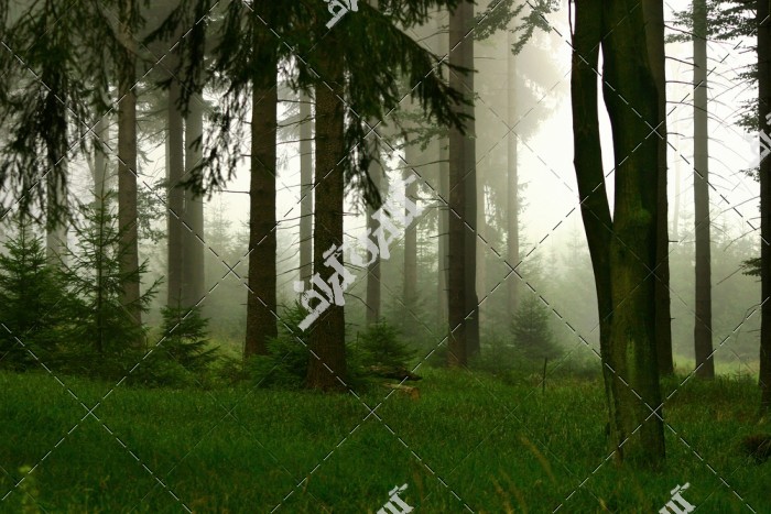 دانلود استوک تصویر با کیفیت جنگل