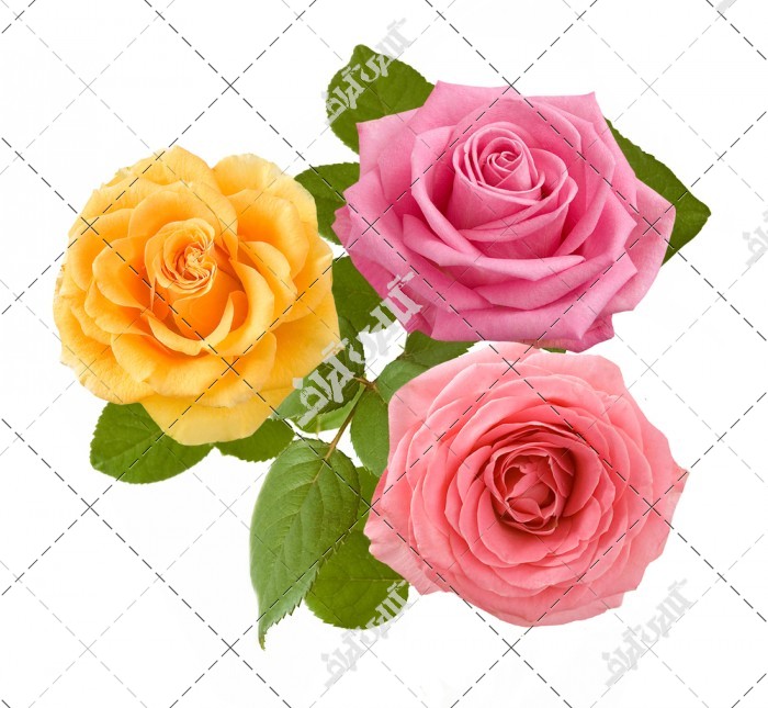 دانلود تصویر استوک با کیفیت گل های رز