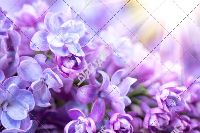 دانلود تصویر با کیفیت گل های زیبا بنفش
