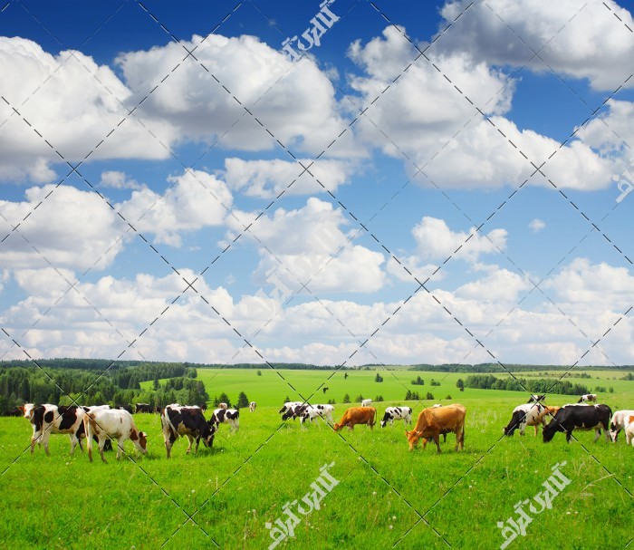 مزرعه گاو شیر ده