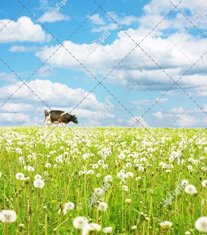 دانلود تصویر با کیفیت گاو در مزرعه