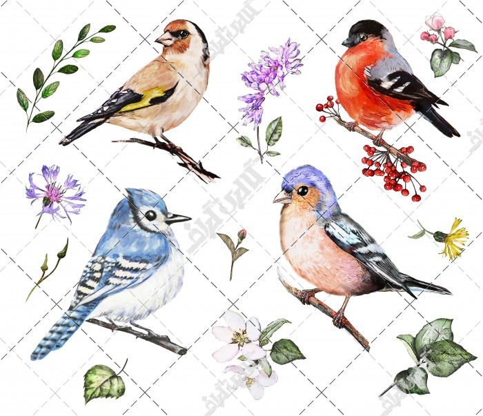 دانلود تصویر استوک با کیفیت نقاشی با طرح گل و پرنده