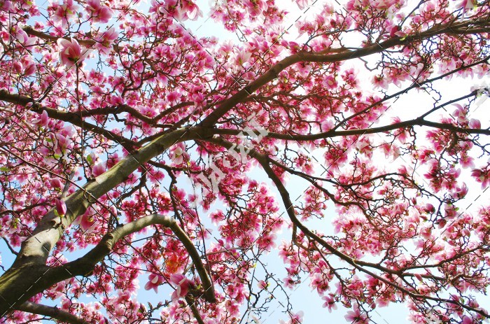 دانلود تصویر با کیفیت شکوفه های صورتی درختان