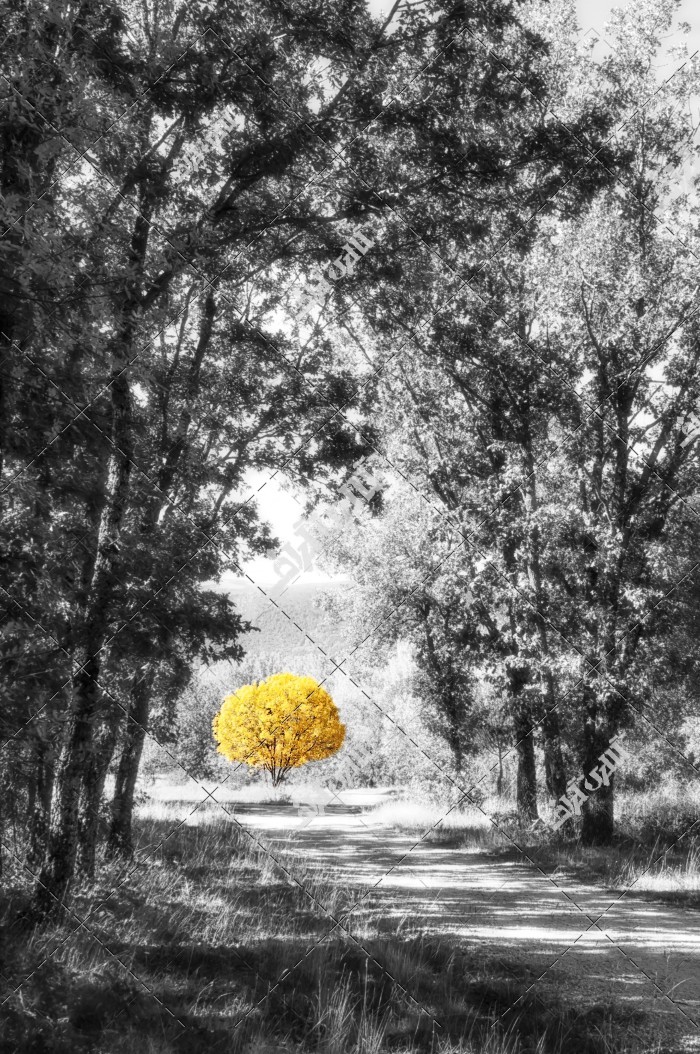 دانلود تصویر با کیفیت سیاه و سفید از درختان