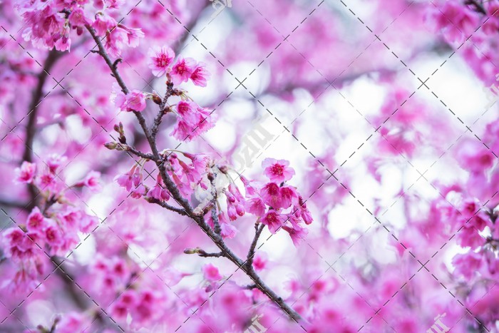 دانلود تصویر با کیفیت شکوفه های بنفش روی شاخه درختان