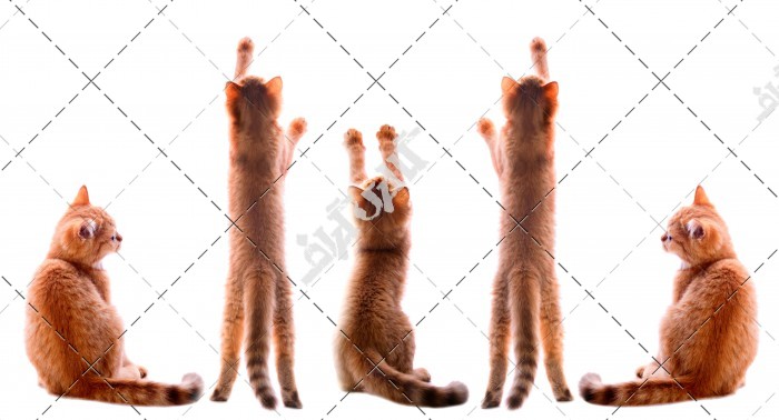 دانلود تصویر با کیفیت گربه های قهوه ای در حال بازی