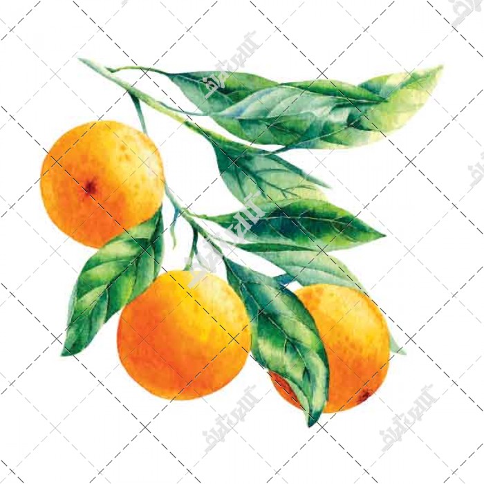 وکتور طرح میوه و پرتقال