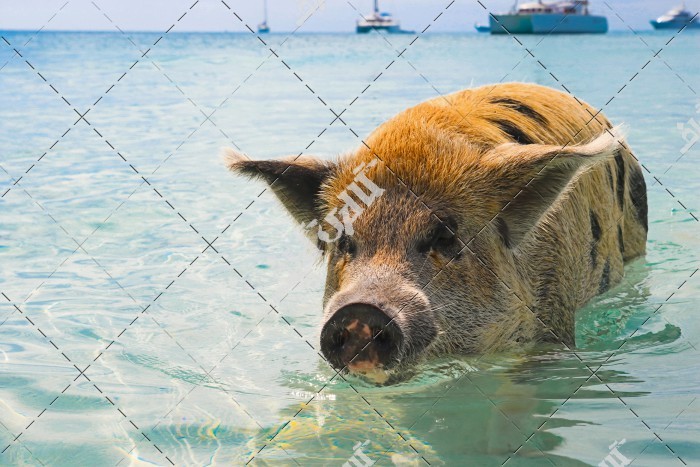 دانلود تصویر با کیفیت خوک در آب