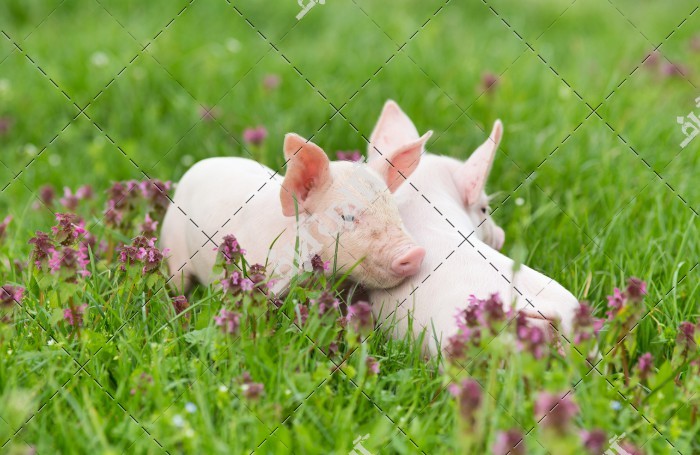 دانلود تصویر با کیفیت بچه خوک های در حال بازی در مزرعه