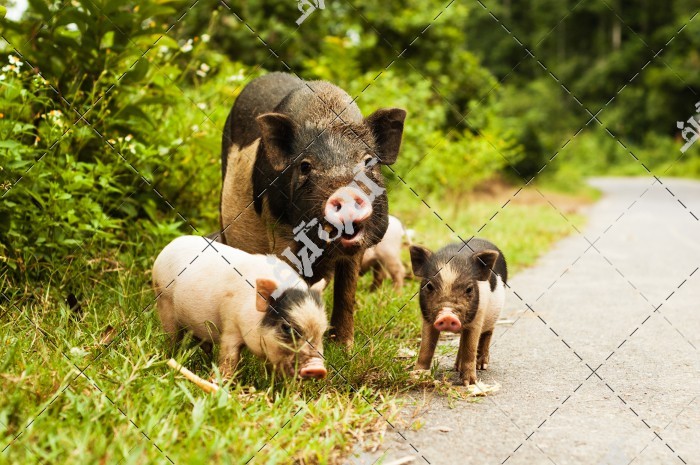 دانلود تصویر با کیفیت مادر و بچه خوک هایش