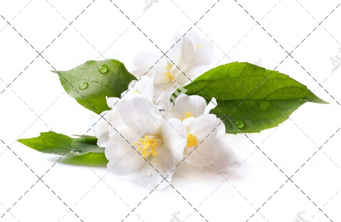 دانلود تصویر با کیفیت گل وانیلی سفید