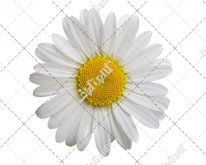 دانلود تصویر با کیفیت گل سفید بابونه