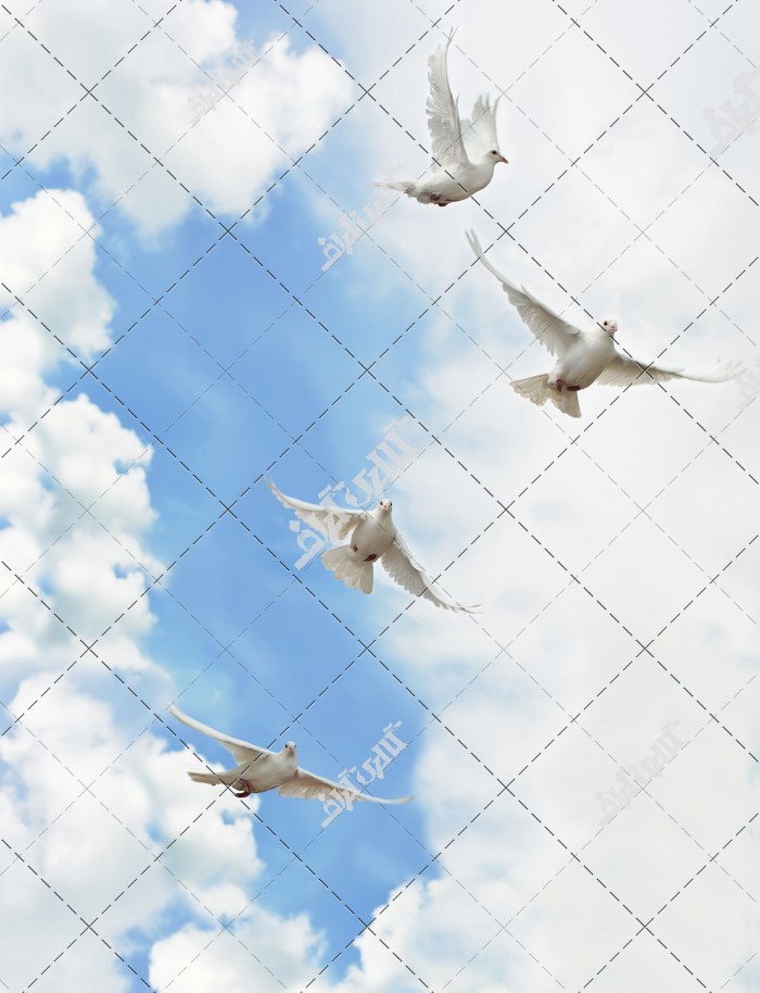 دانلود تصویر با کیفیت پرندگان سفید در حال پرواز در آسمان ها