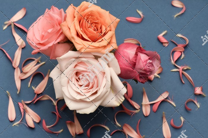 دانلود عکس با کیفیت گل های عروس