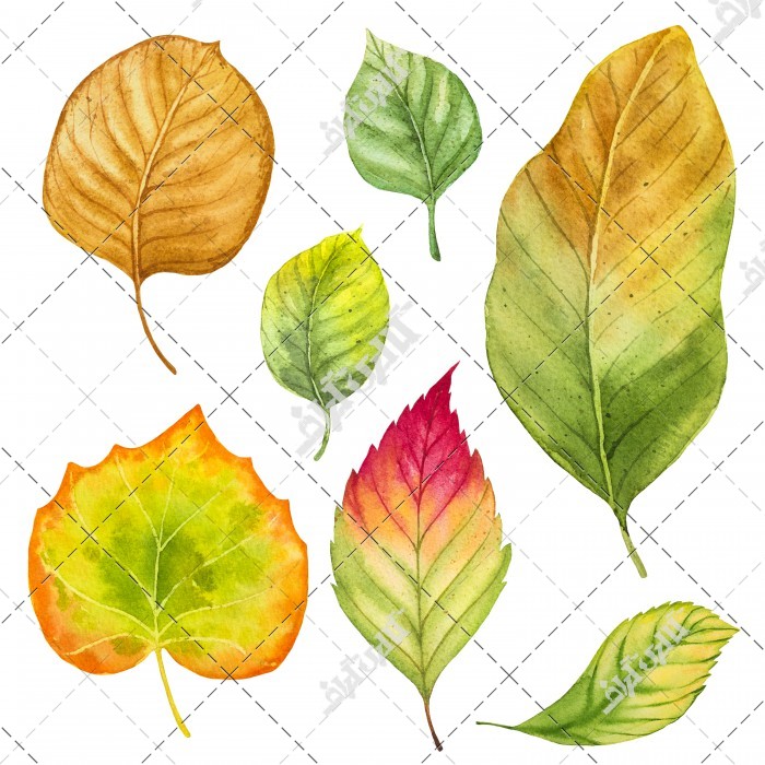دانلود تصویر با کیفیت برگ درختان در رنگ های مختلف