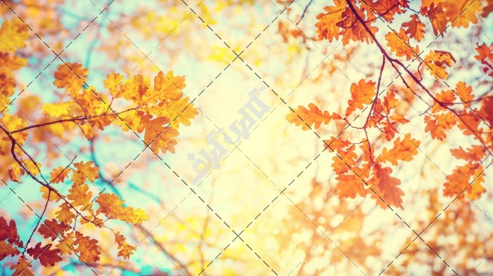 دانلود تصویر با کیفیت برگ های پاییزی
