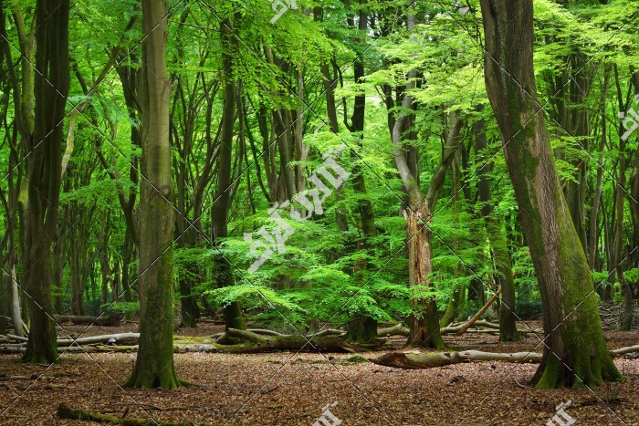 دانلود تصویر با کیفیت جنگل سرسبز و بهاری