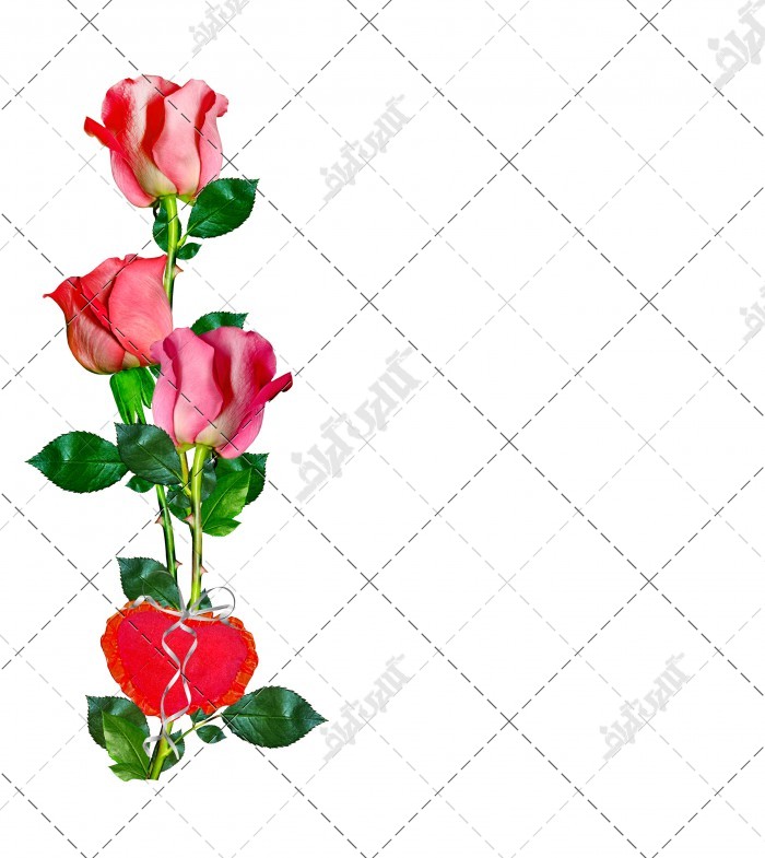 دانلود تصویر با کیفیت هدیه عاشقانه گل رز