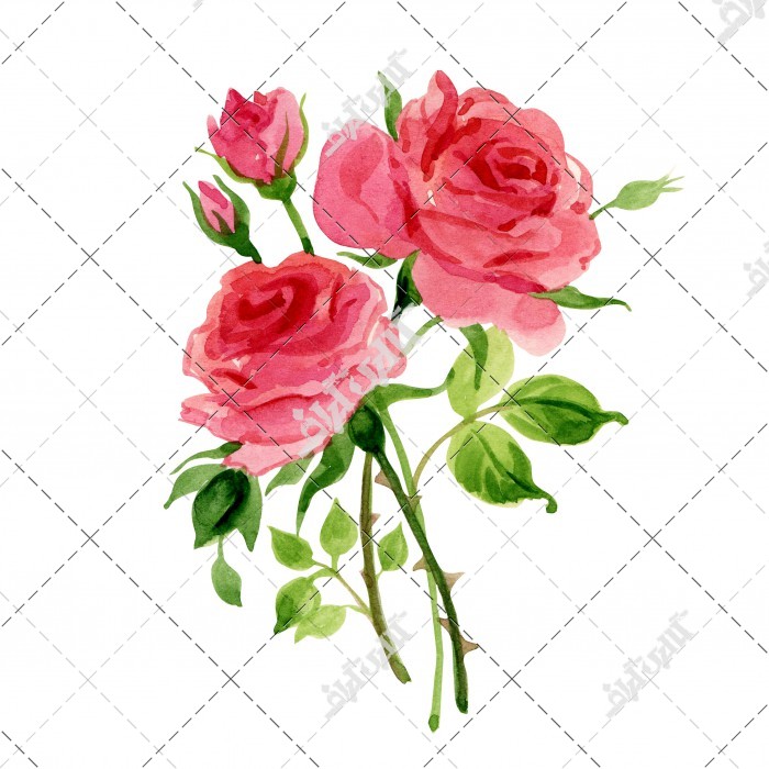 دانلود تصویر استوک با کیفیت گل های رز صورتی