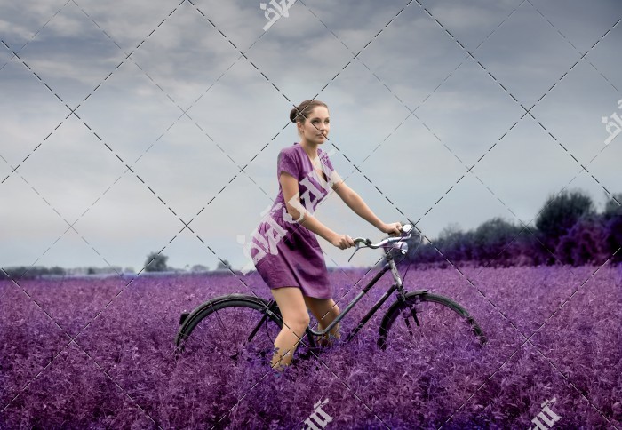 دانلود عکس دختر دوچرخه سوار در مزرعه گل های بنفش