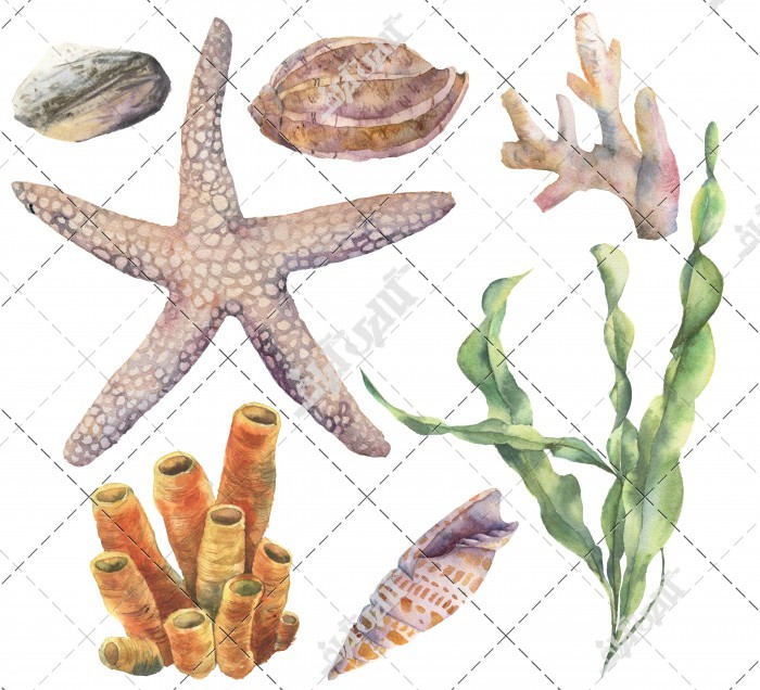 عکس ستاره و موجودات دریایی
